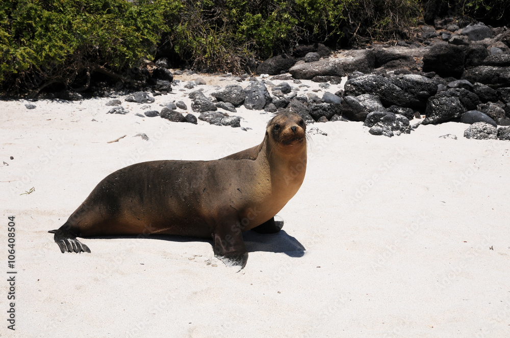 Obraz premium Galapagos Seelöwe