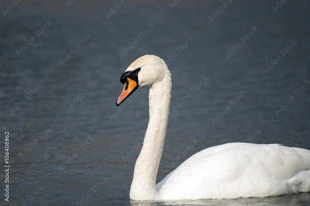 Fototapeta premium Łabędź niemy