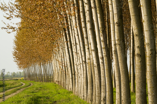 Canvas Print Close-up of trunks of a poplar cultivation