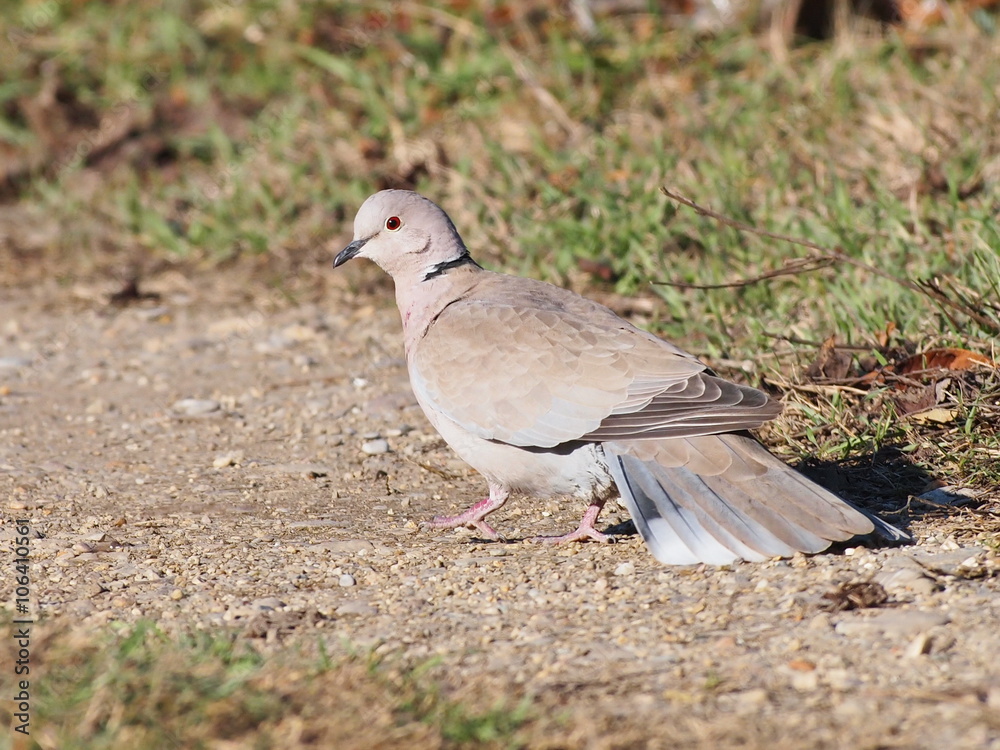 Eurasian Collared Dove, (Streptopelia turtur) Eurasian Collared Dove, (Streptopelia turtur)