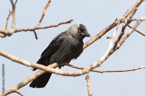 Jackdaw on branch, Corvus monedula © dule964