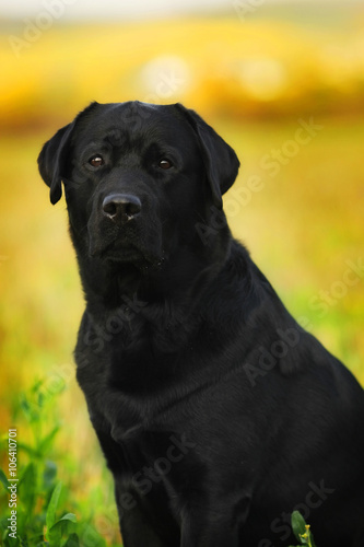 Black dog breed Labrador Retriever