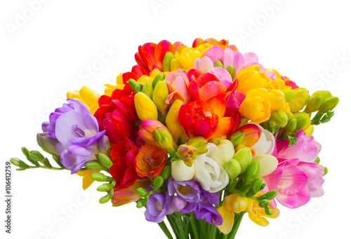 Fresh freesia flowers © neirfy