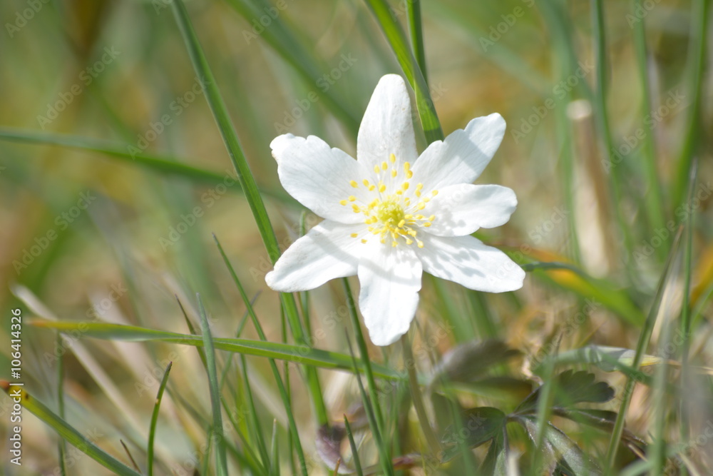 Anemone am Frühlingsanfang auf Alpenwiese Anemone am Frühlingsanfang auf Alpenwiese