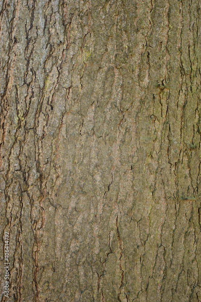 Obraz premium wood texture