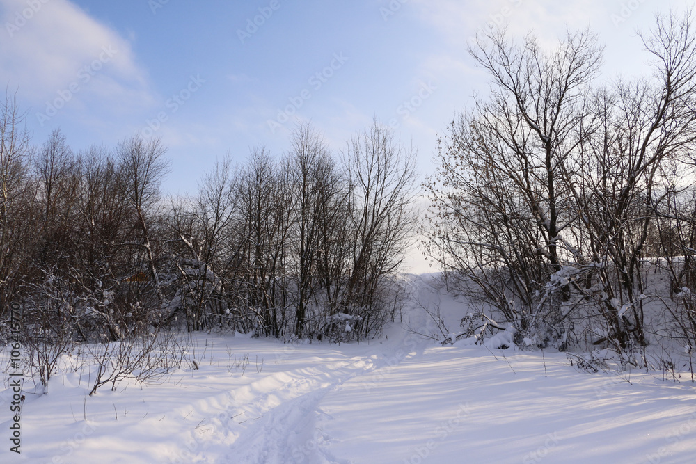Field full of snow and trees background in winter day Field full of snow and trees background in winter day