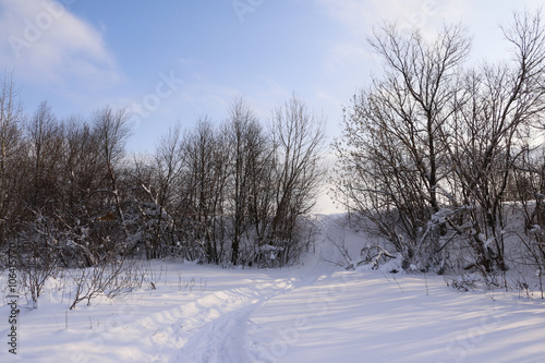Field full of snow and trees background in winter day