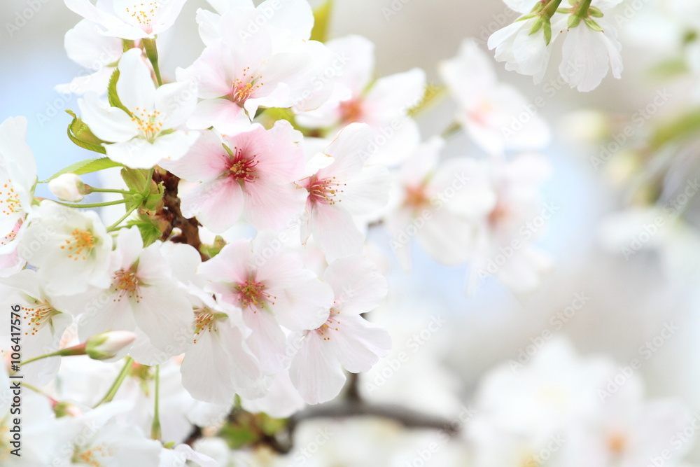 桜