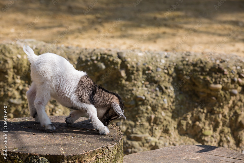 Junge Ziege
