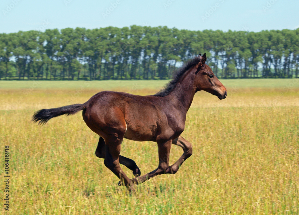 A brown foal galloping on the summer meadow A brown foal galloping on the summer meadow