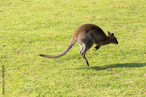 Wallaby de Bennett saut