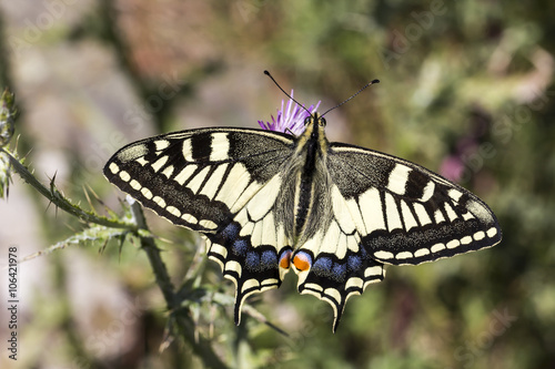 Papilio machaon, Swallowtail butterfly from Italy, Europe