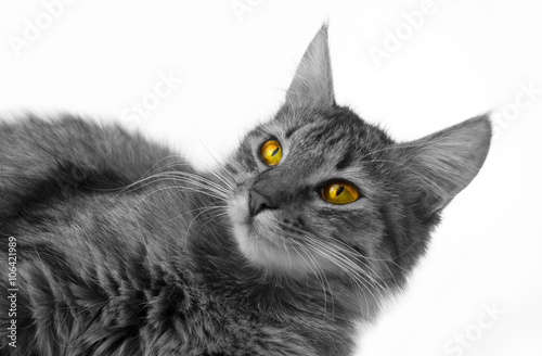 fluffy cat on a white background
