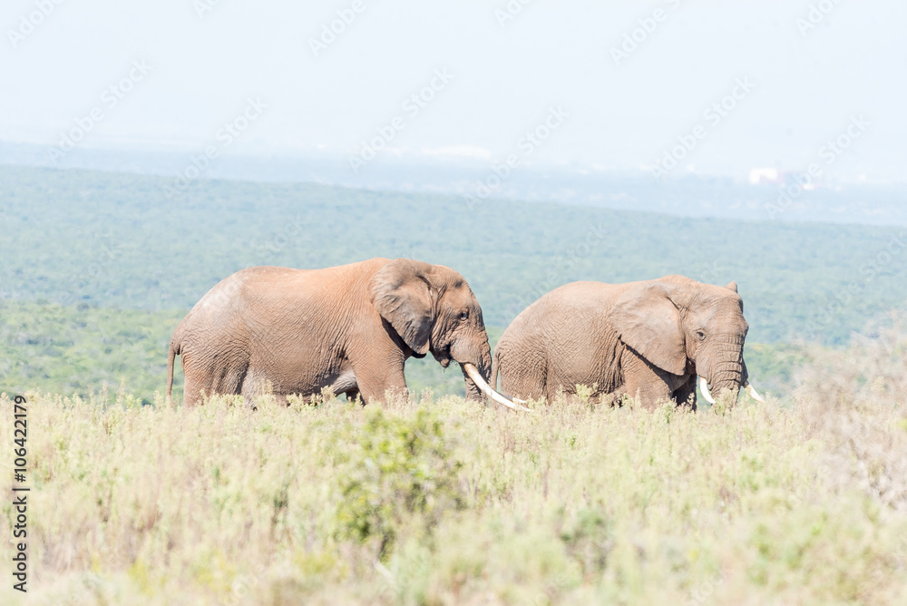 Two African Elephant bulls