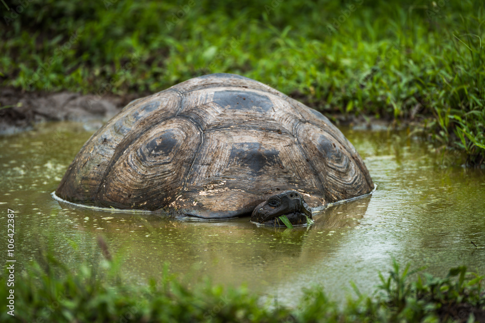 Fototapeta premium Galapagos giant tortoise wallowing in muddy pool
