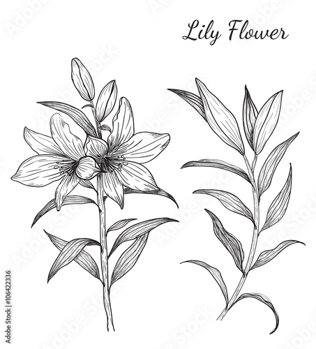 Lily Flowers from hand drawing.art and design