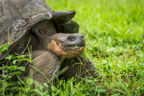 Close-up of Galapagos giant tortoise chewing grass