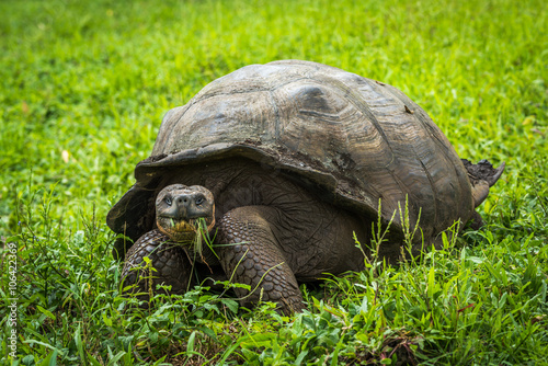 Galapagos giant tortoise eating grass in field