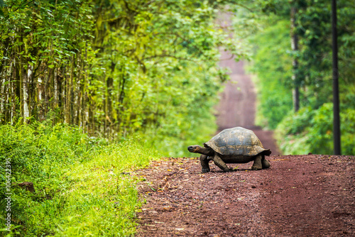 Galapagos giant tortoise crossing straight dirt road photo