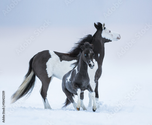 Mare whit blue-eyed foal on winter field