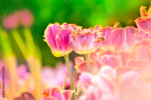 Tulips