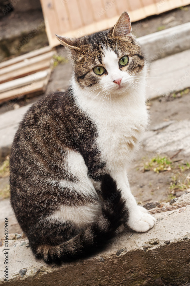 Beautiful green-eyed cat with intelligent eyes, sitting on the c