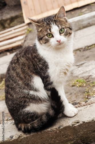 Beautiful green-eyed cat with intelligent eyes, sitting on the c