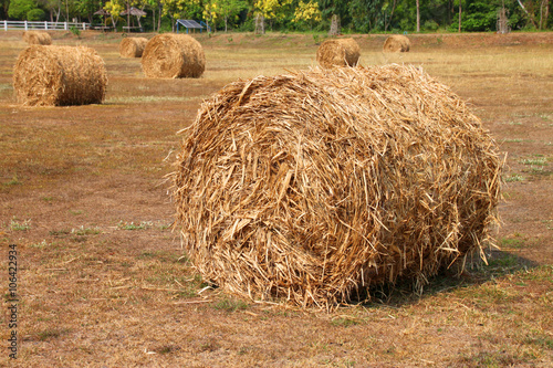 dried sugar cane leaves bales on farmland