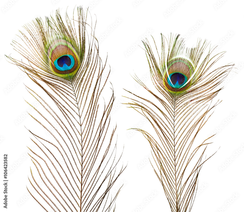 Fototapeta premium Peacock feathers