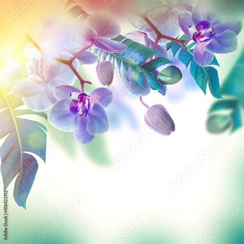 Fototapeta Naklejka Na Ścianę i Meble -  Floral background of tropical orchids