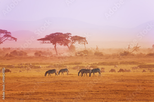 African zebras on grassland  Kenyan National park