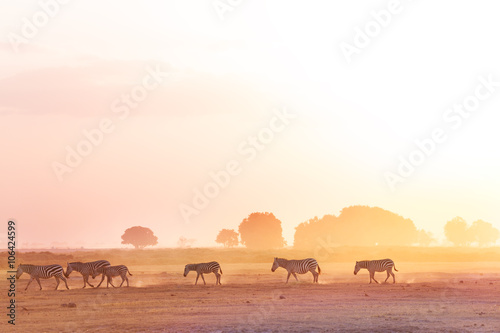 Zebras herd walking on savanna at sunset, Africa