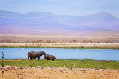 Babies hippo with mother pasturing at Amboseli