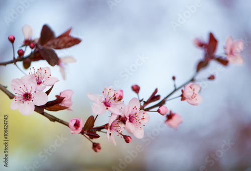 Peach Blossom detail