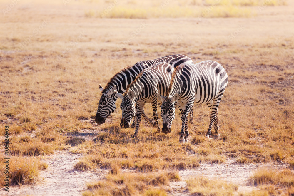 Three zebras pasturing at plain of Kenya, Africa