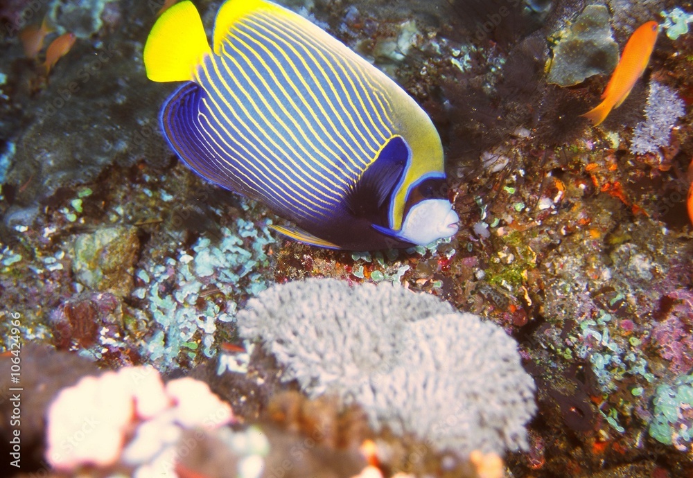 Fototapeta premium Emperor angelfish