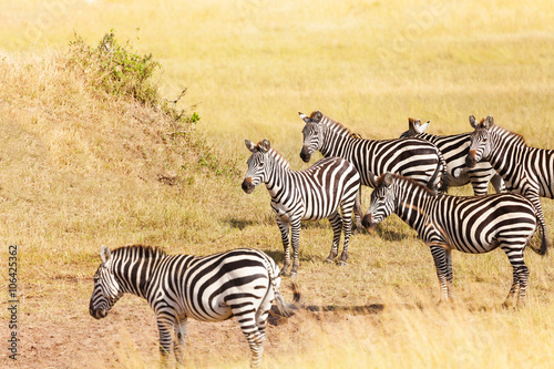 Zebra's grazing on grassland in Amboseli, Africa