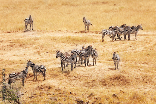Great migration of zebras in Masai Mara  Africa