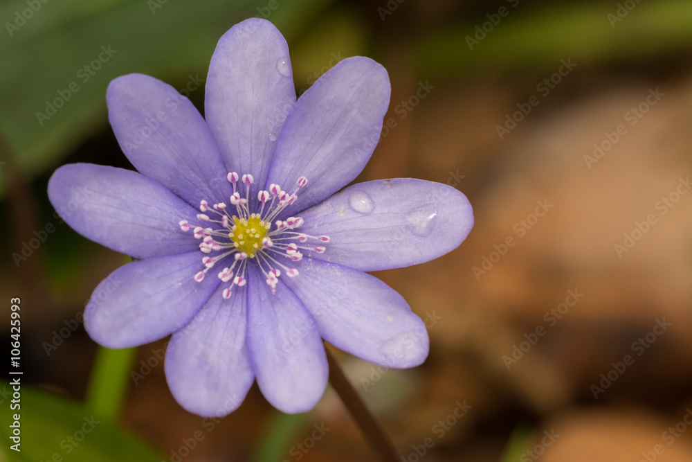 Leberblümchen - Frühling im Wald erleben Leberblümchen - Frühling im Wald erleben