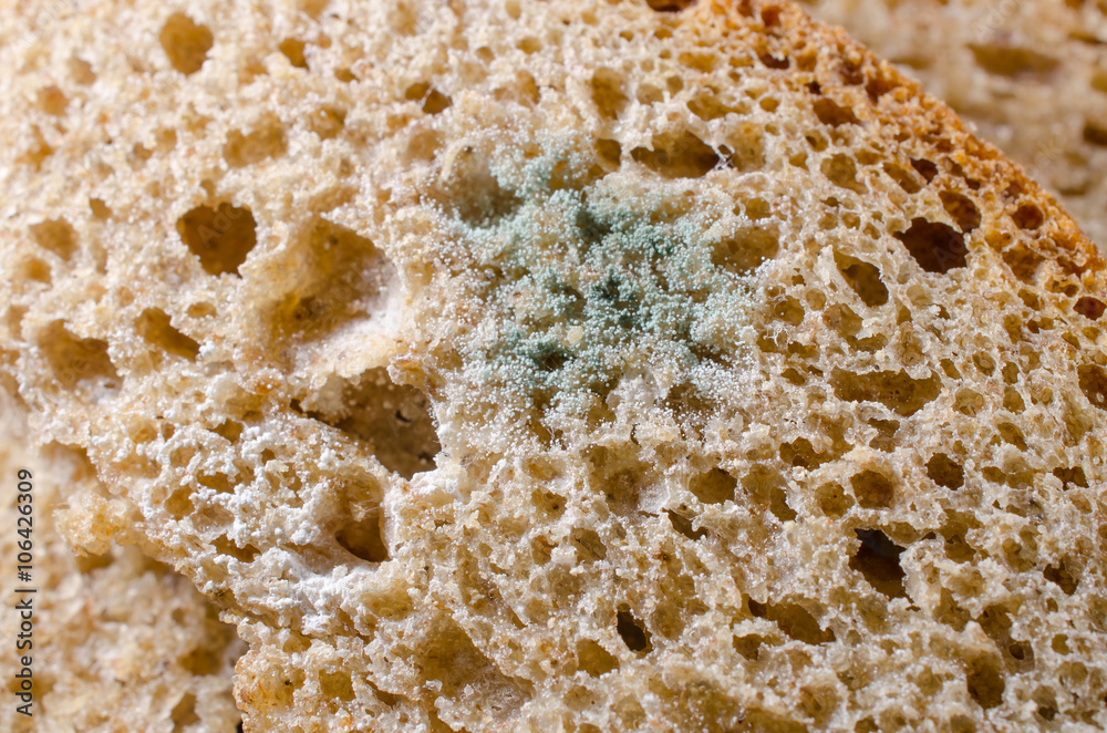 Schimmelbrotmakro (mit kleinen Schimmelbrotmakro (mit kleinen