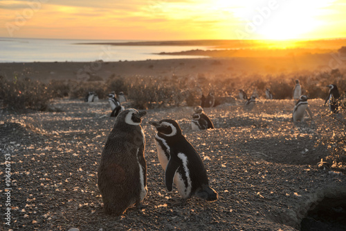 Magellanic Penguins, early morning at Punto Tombo, Patagonia