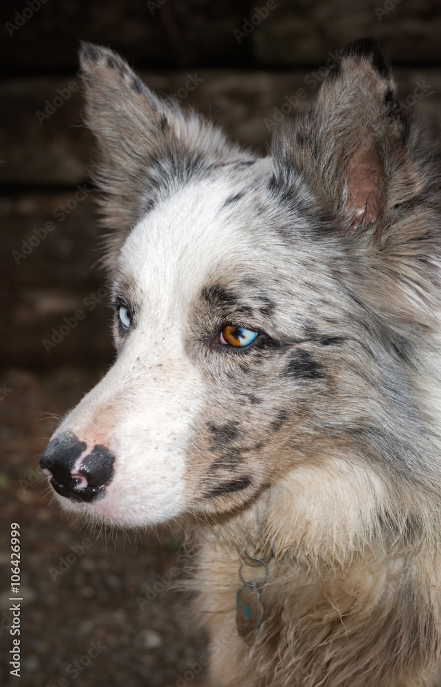 Fototapeta premium Border collie dog