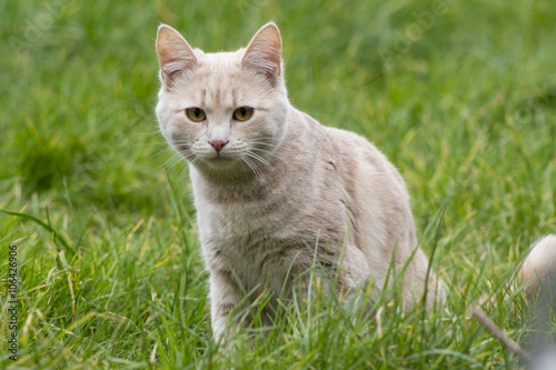 Cute ginger kitten on grass