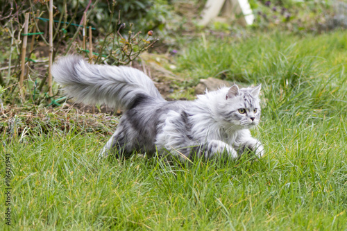 Grey Persian cross Ragdoll and ginger kittens on grass