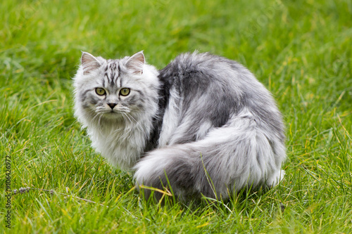 Grey Persian cross Ragdoll and ginger kittens on grass
