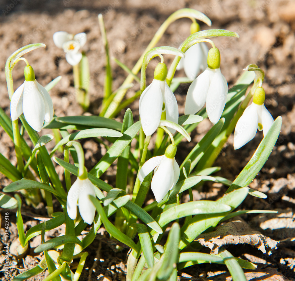 Spring snowdrop flowers blooming in sunny day Spring snowdrop flowers blooming in sunny day