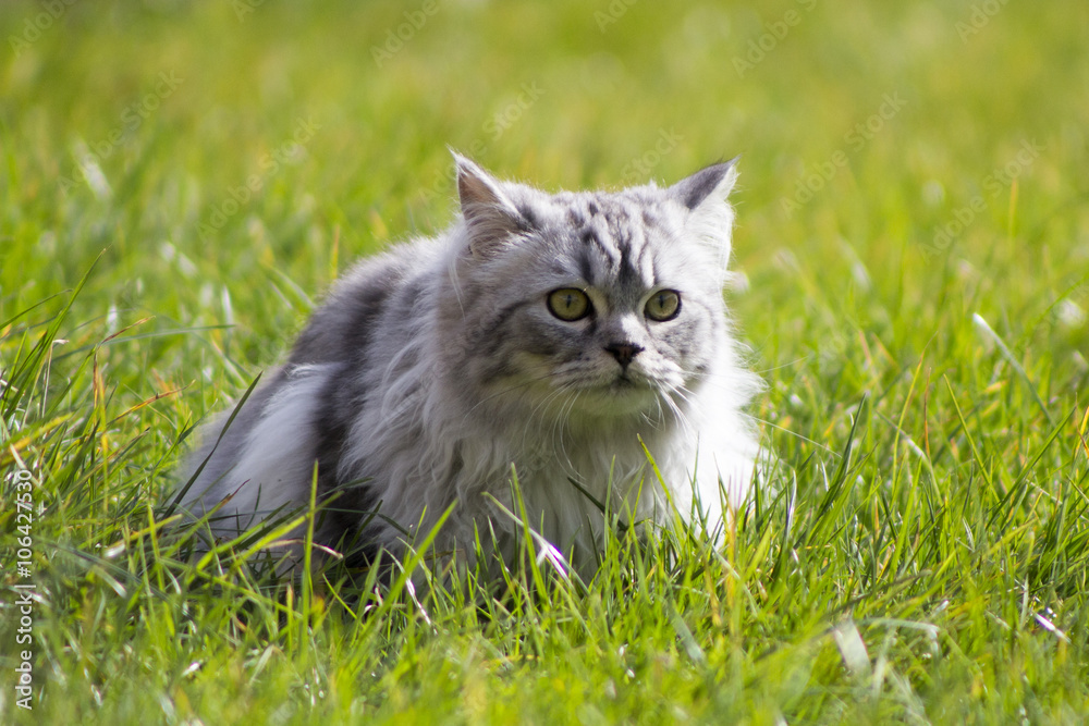 Persian sales cross ragdoll