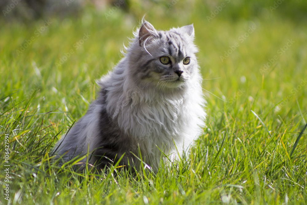 Grey Persian cross Ragdoll and ginger kittens on grass Photos | Adobe Stock