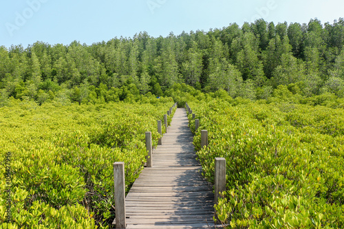 Walkway wooden bridge through mangrove forest © juthamaso