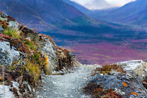 An arctic ground squirrel (Spermophilus parryii) on a rock path that seemingly leads off a cliff in Denali National Park, Alaska. photo